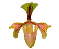 LadyÃ¢â¬â¢s Slipper orchid or Paphiopedilum villosum Lindl. Stein